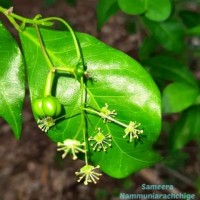 Blachia umbellata (Willd.) Baill.